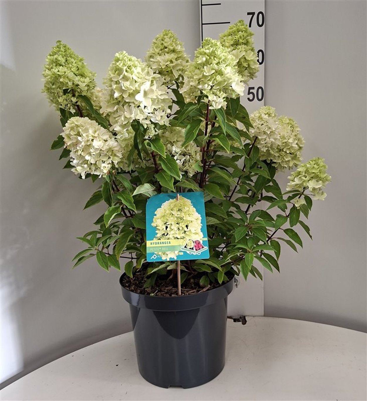 Hydrangea pan. Petite Bell - C10 40-50 CM